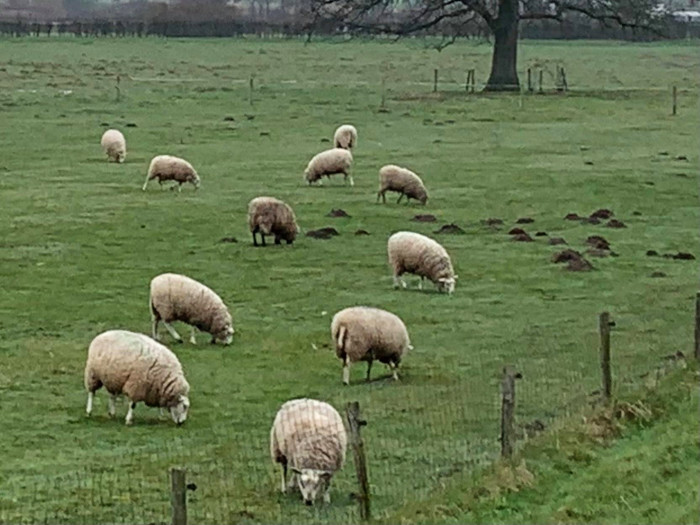 schapen
